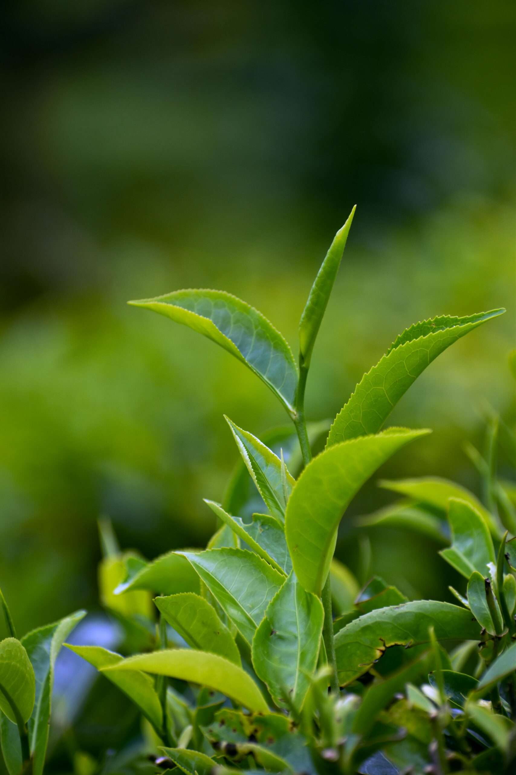 pexels-rajeshx8-16578534