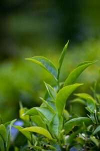 pexels-rajeshx8-16578534